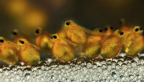 Fish Larvae .